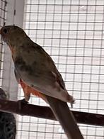 pennant, Dieren en Toebehoren, Meerdere dieren, Parkiet, Geringd