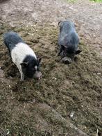 Mini varken, Dieren en Toebehoren, Mannelijk, Varken, 3 tot 5 jaar