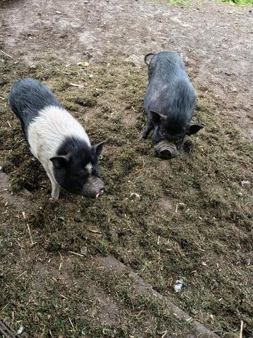 Mini varken, Mâle, Porcs, 3 à 5 ans