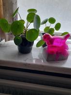 Pannekoekplantje/ Pilea peperomioides, Ophalen