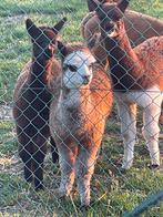 Alpaca hengstjes, April