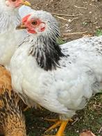 Wyandotte kriel, Dieren en Toebehoren, Mannelijk, Kip