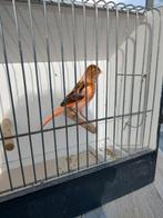 Jonge kanarie, Dieren en Toebehoren, Vogels | Kanaries