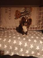 Klein schattig chihuahua dekreutje beschikbaar voor dekking, Dieren en Toebehoren, Parvo, België, Fokker | Hobbymatig, Reu