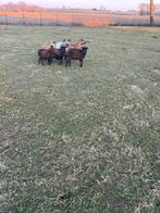 2 zwarte Soay ooien van 1 jaar te koop, Dieren en Toebehoren, Schapen, Geiten en Varkens, Vrouwelijk, Schaap, 0 tot 2 jaar