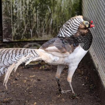 Kraagfazanten kleurmutaties beschikbaar voor biedingen