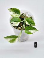 Epipremnum Marble Variegata, Groene kamerplant, Ophalen of Verzenden, Overige soorten, Minder dan 100 cm