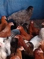 ACTIE TOT ZONDAGAVOND leghennen vanaf 8 euro 0499/082381, Dieren en Toebehoren, Vrouwelijk, Kip