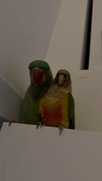 Grand Alexandre, Enlèvement