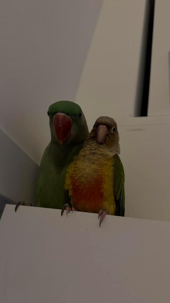 Groot-Alexander, Dieren en Toebehoren, Overige Dieren-accessoires, Ophalen