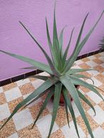 Grote Aloe vera plant met pot, Tuin en Terras, Ophalen