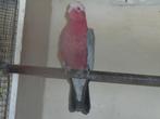 Rosé kaketoe, Dieren en Toebehoren, Geringd