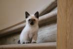 Siamese thai kittens, Animaux & Accessoires, Chats & Chatons | Chats de race | Poil ras, Vermifugé, Plusieurs animaux, 0 à 2 ans