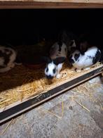 Vleeskonijnen, Dieren en Toebehoren, Konijnen, Meerdere dieren, Groot, 0 tot 2 jaar