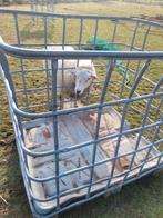 Swifter ram, Animaux & Accessoires, Moutons, Chèvres & Cochons