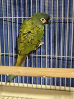 Tamme Ara Maracana man met DNA en getest op alle ziektes, Dieren en Toebehoren, Vogels | Parkieten en Papegaaien, Mannelijk, Papegaai