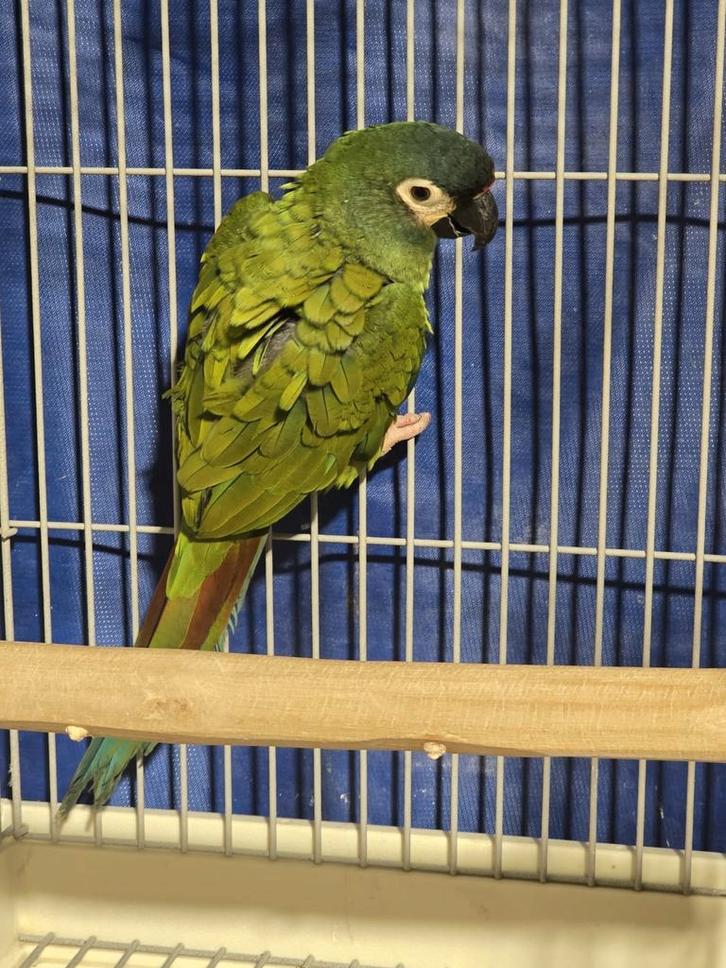 Tamme Ara Maracana man met DNA en getest op alle ziektes, Dieren en Toebehoren, Vogels | Parkieten en Papegaaien, Papegaai, Mannelijk