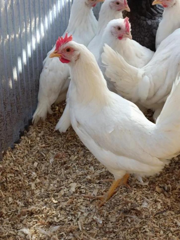 witte kippen leghorn/sussex vanaf 8 euro 0499/082381, Dieren en Toebehoren, Pluimvee, Kip, Vrouwelijk