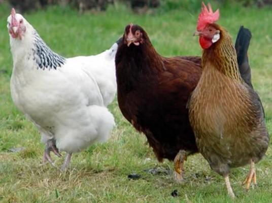 Poules pondeuses prêtes à pondre - 0472-51.09.71 - A 21h, Animaux & Accessoires, Volatiles, Poule ou poulet