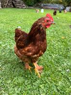 Rood haantje, Dieren en Toebehoren, Pluimvee