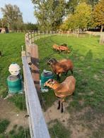 Kudde kameroen schapen, Meerdere dieren, Schaap