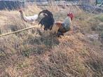 Leghorn blauwpatrijs, Dieren en Toebehoren, Pluimvee
