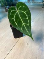 Anthurium Magnificum x, Ophalen of Verzenden