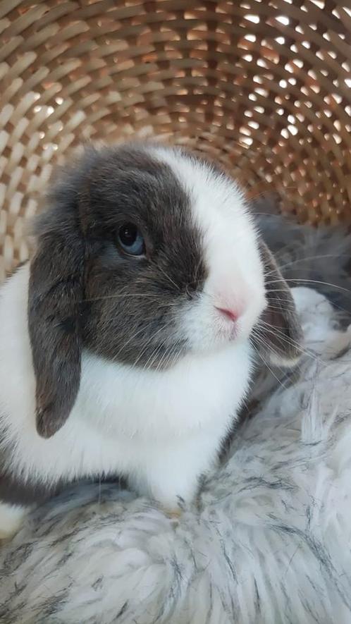 Raszuiver minilop konijn voedster zoekt KNUFFELHUISJE, Dieren en Toebehoren, Konijnen, Dwerg, Vrouwelijk, 0 tot 2 jaar, Hangoor