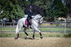 Prachtige ruin te koop, Dieren en Toebehoren, Paarden, Gechipt, Ruin, M, Dressuurpaard