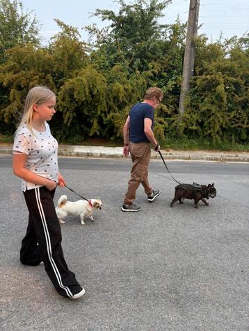 Je garde vos chiens en famille pendant vos vacances beschikbaar voor biedingen