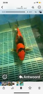 Prachtige Goshiki 40cm koi