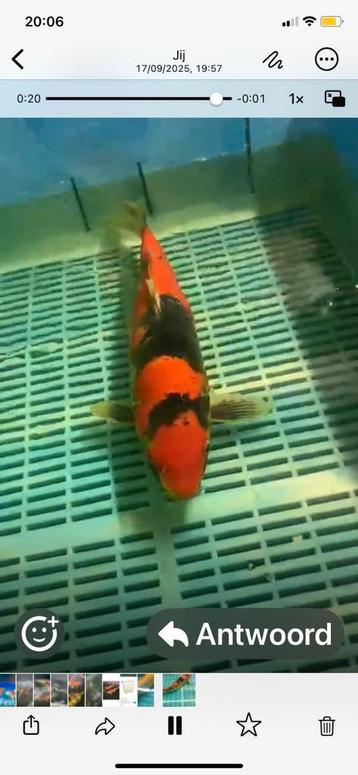 Prachtige Goshiki 40cm koi beschikbaar voor biedingen