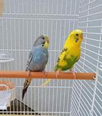 Couple de perruche avec grande cage, Animaux & Accessoires, Plusieurs animaux, Perruche