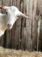 Twee lieve en super tamme bokjes., Dieren en Toebehoren, Mannelijk, Geit, 0 tot 2 jaar