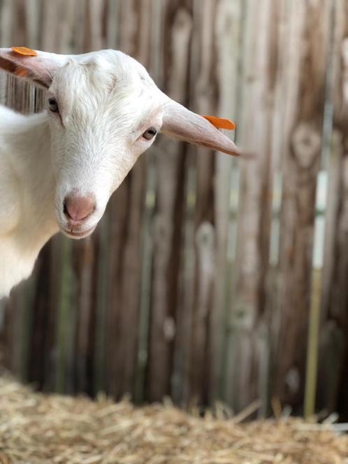 Twee lieve en super tamme bokjes., Dieren en Toebehoren, Schapen, Geiten en Varkens, Geit, Mannelijk, 0 tot 2 jaar
