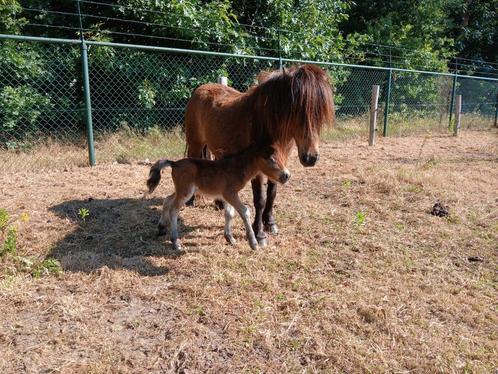 3 mooie stamboekmerries en 1 merrieveulen, Dieren en Toebehoren, Pony's