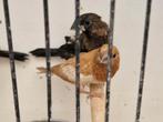 Japanse meeuwen exoten meeuwtjes, Dieren en Toebehoren, Vogels | Overige Vogels