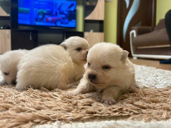 Pomeriaan puppy, Dieren en Toebehoren, Honden | Poolhonden, Keeshonden en Oertypen, Meerdere dieren, Overige rassen, Fokker | Hobbymatig