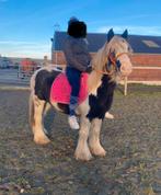 Jument Irish Cob 8 ans, Animaux & Accessoires, Enlèvement ou Envoi, Comme neuf