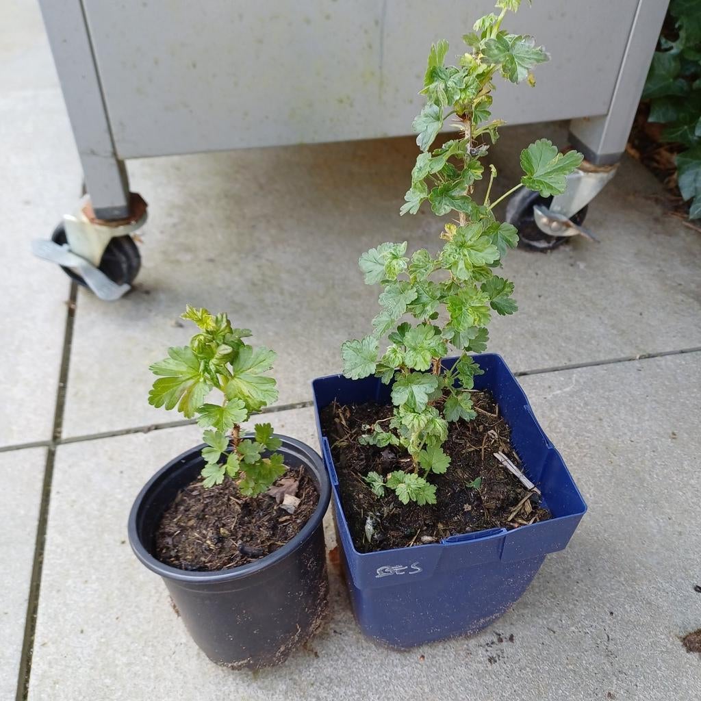 Stekelbes/ kruisbes, Ophalen