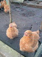 Broedeieren orpington buff grote, Dieren en Toebehoren, Pluimvee