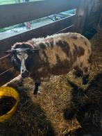 Bagger bonte jaarlingooi, Dieren en Toebehoren, Schapen, Geiten en Varkens, Vrouwelijk, Schaap, 0 tot 2 jaar