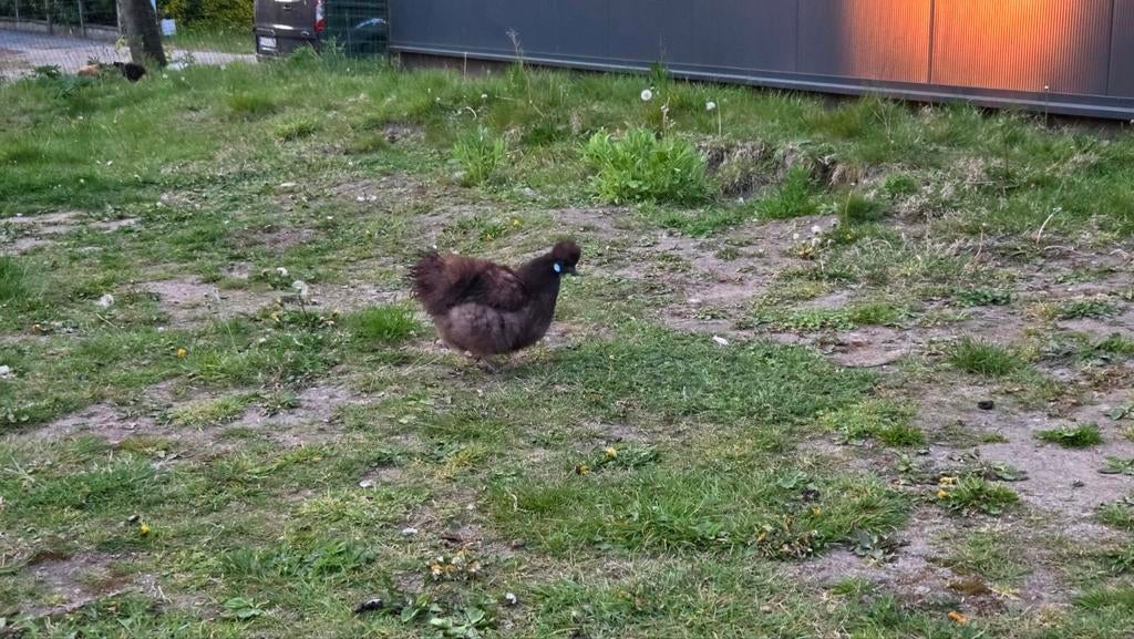 2 zwarte zijdehoender hennetjes, Dieren en Toebehoren, Mei, Vrouwelijk