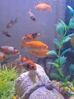 Koud water vissen.3 cm tot 10 cm, Goudvis(sen)