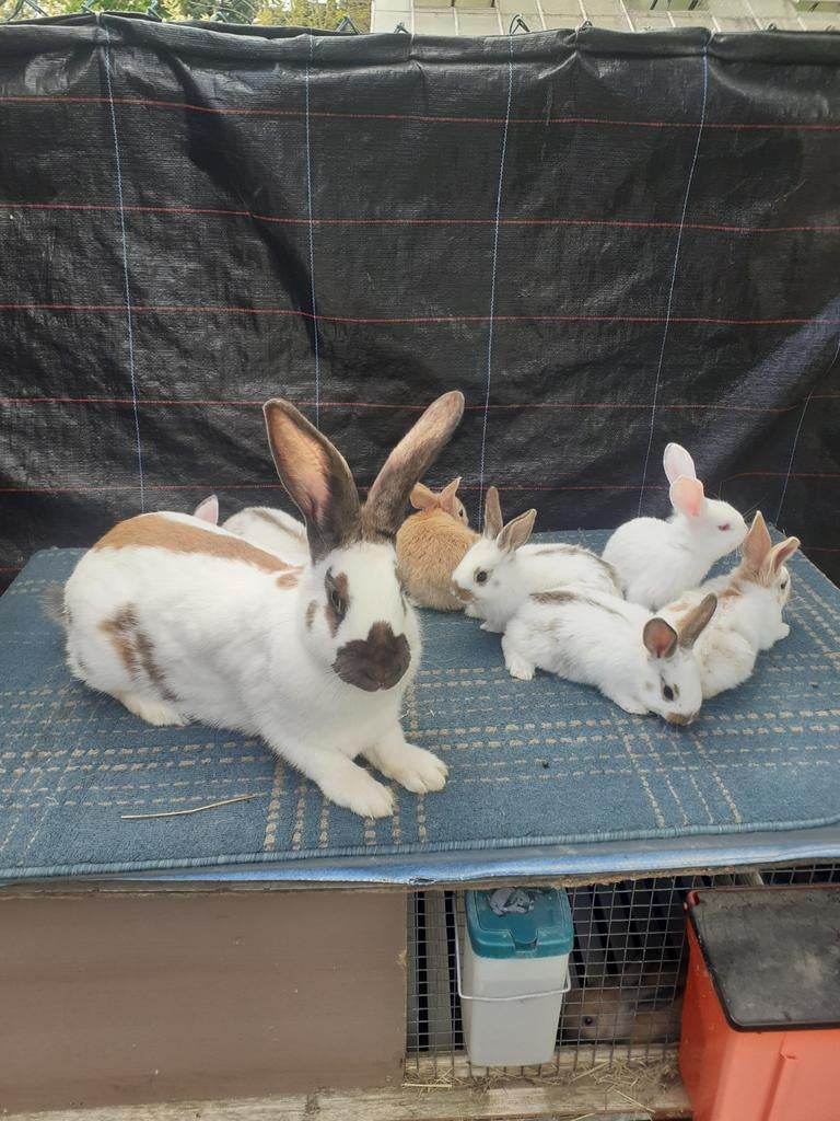 Vlinder konijnen 6maand met 7 jonge van 3weken oud, Dieren en Toebehoren, Konijnen