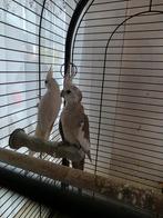 Valk parkieten en parkieten, Dieren en Toebehoren, Meerdere dieren, Parkiet