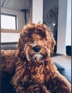 Dekreu Australische Labradoodle, 1 à 2 ans, Chien (mâle), Hépatite contagieuse (maladie de Rubarth), Belgique