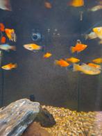 Platy mix, Dieren en Toebehoren