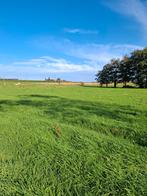 Weide te koop processiestraat aarsele