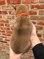 Sesam Shiba-Inu pups, Dieren en Toebehoren, België, Overige rassen, 8 tot 15 weken, Meerdere
